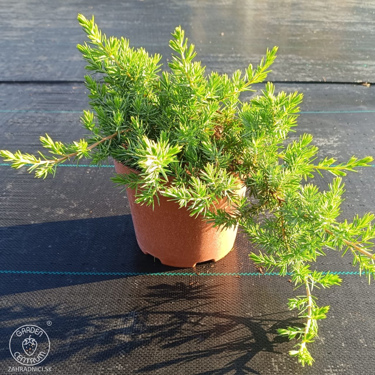 Obrázok Borievka pobrežná (Juniperus conferta) ´BLUE PACIFIC´ – výška 20-30 cm, kont. C3L